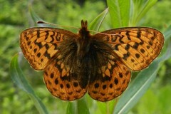 Boloria epithore