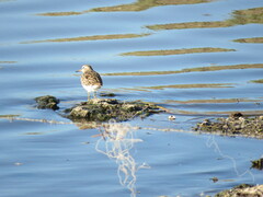 Calidris melanotos