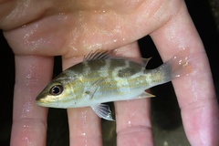 Lutjanus russellii