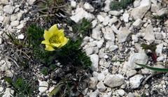 Ranunculoideae