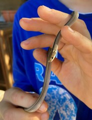 Psomophis genimaculatus