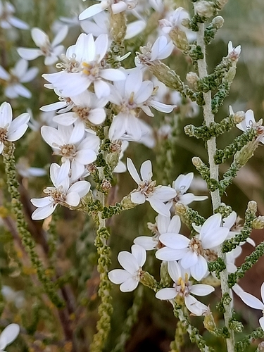 Olearia lepidophylla (Pers.) Benth.