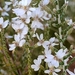 Olearia lepidophylla - Photo 由 jjudy 所上傳的 (c) jjudy，保留部份權利CC BY-NC