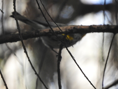 Setophaga coronata