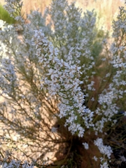 Olearia lepidophylla