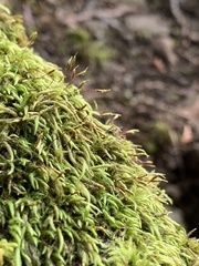 Pseudisothecium cristatum