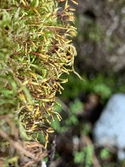 Pseudisothecium cristatum