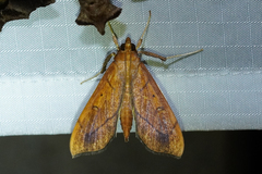 Anarmodia repandalis