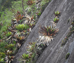 Alcantarea imperialis