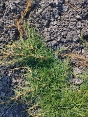 Paspalum vaginatum