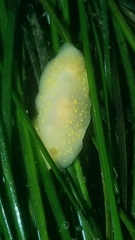 Cadlina modesta