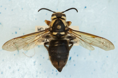 Dolichovespula maculata