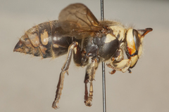 Dolichovespula maculata