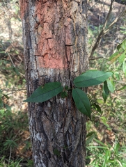 Bignonia capreolata