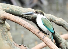 Todiramphus sordidus