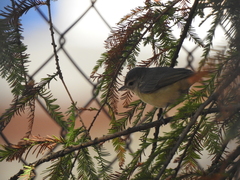 Vireo gilvus