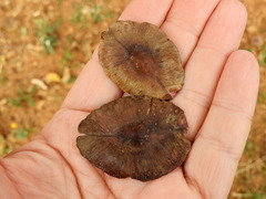 Terminalia brownii