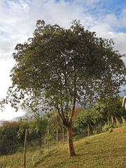 Terminalia brownii
