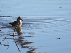 Calidris melanotos