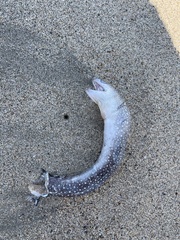 Gymnothorax equatorialis