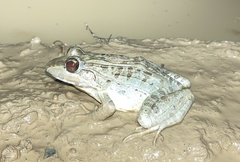 Leptodactylus macrosternum