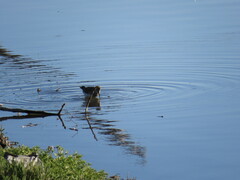 Calidris melanotos