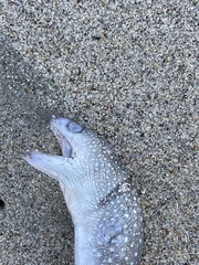 Gymnothorax equatorialis