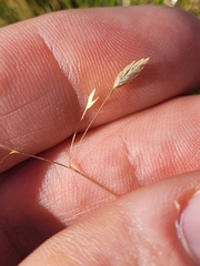 Poa colensoi