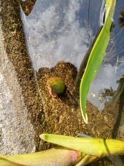 Pomacea canaliculata