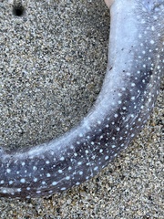 Gymnothorax equatorialis