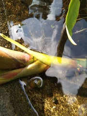 Pomacea canaliculata