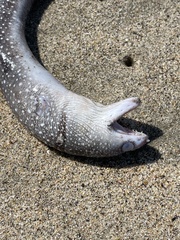 Gymnothorax equatorialis