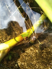 Pomacea canaliculata