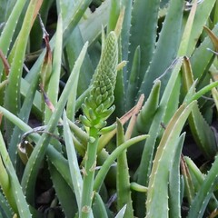 Aloe vera