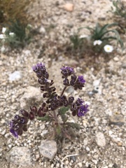 Phacelia crenulata minutiflora