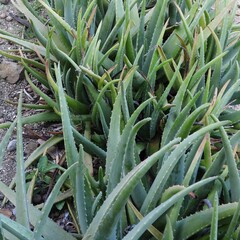 Aloe vera