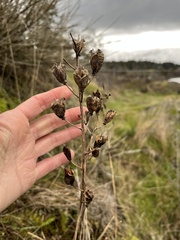 Camassia leichtlinii