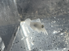 Rossia pacifica