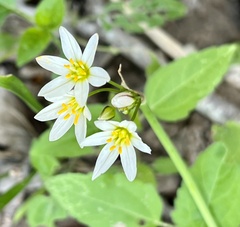 Nothoscordum bivalve