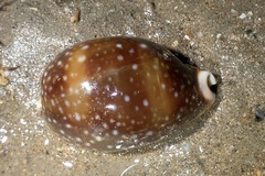 Lyncina vitellus