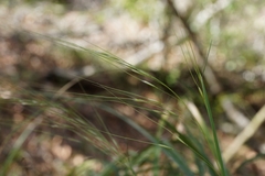 Piptochaetium avenaceum