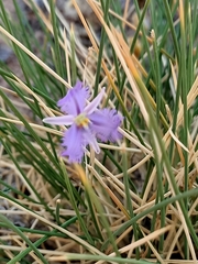 Thysanotus baueri