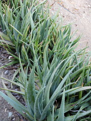 Aloe vera