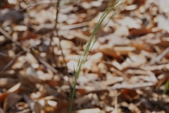 Piptochaetium avenaceum