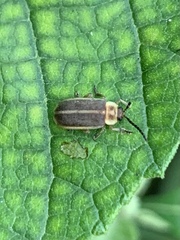 Metrogaleruca obscura