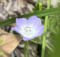 Nemophila phacelioides