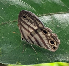 Euptychia