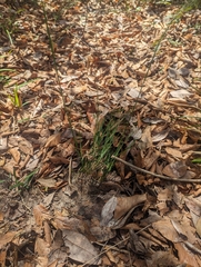 Piptochaetium avenaceum