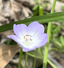 Nemophila phacelioides