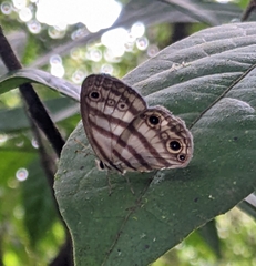 Euptychia
